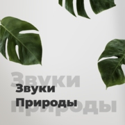 Звуки Природы - 101.ru - Россия
